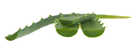 Aloe green leaves isolated on white background close-up.の写真素材