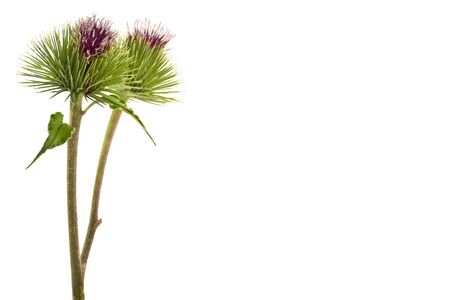 Green burdock flowers isolated on a white background close-up.の写真素材