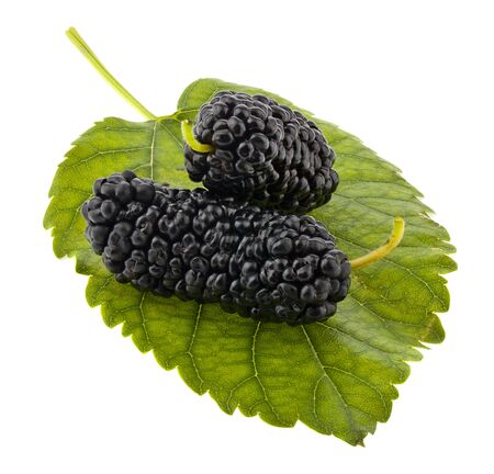 Mulberry berries on a green leaf isolated on a white background close-up.の写真素材