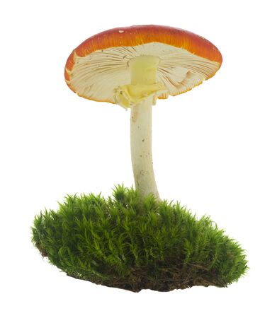 Fly agaric in green grass isolated on white background close-up.の写真素材