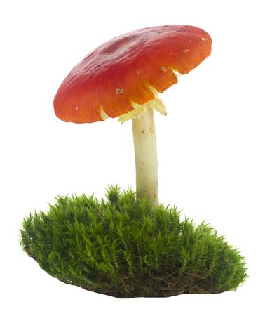Amanita in moss isolated on a white background close-up.の写真素材