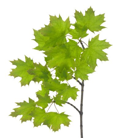 Green maple leaves isolated on a white background close-up.の写真素材