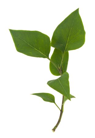 Green leaves isolated on white background close-up.の写真素材