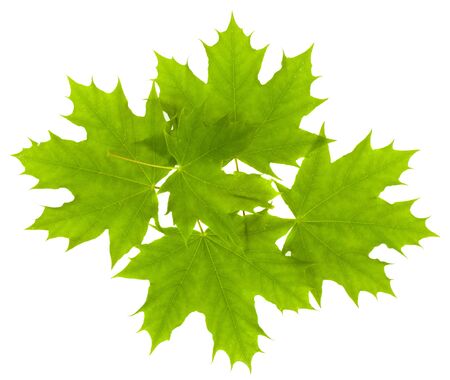 Green leaves of maple isolated on a white background close-up.の写真素材