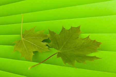 Green leaves of maple on an abstract green background close-up.の写真素材