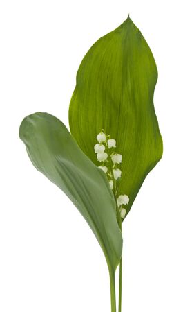 Lily of the valley flowers isolated on white background.の写真素材