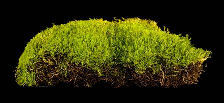 Green moss isolated on a black background.の写真素材