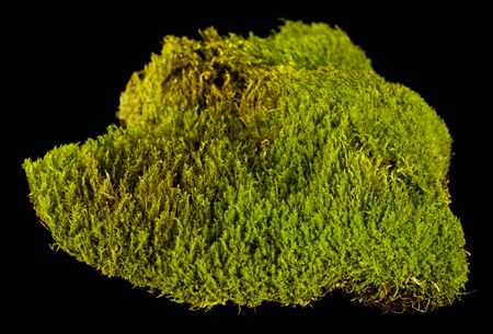 Green moss isolated on a black background.