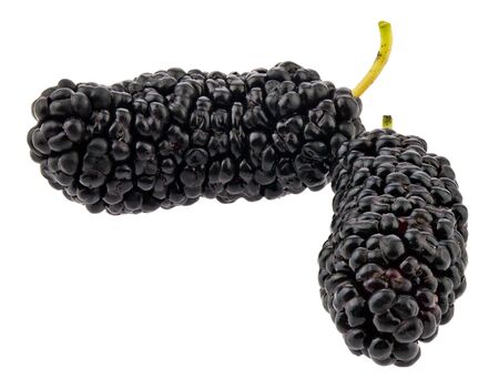 Mulberry isolated on a white background.の写真素材