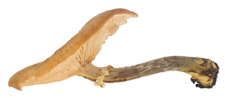 Mushroom isolated on white background.の写真素材