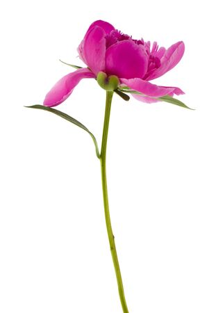 Pink peony flower isolated on white background.の写真素材