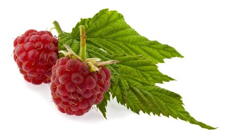 Red raspberries with green leaves Isolated on a white background close-up.の写真素材
