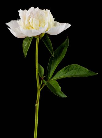White peony flower isolated on black background.の写真素材