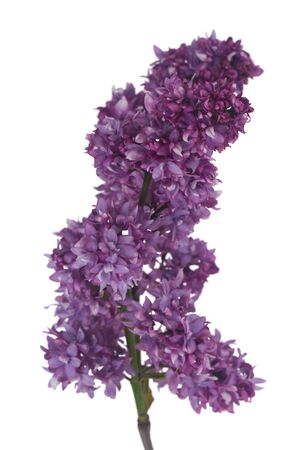 Lilac flowers isolated on a white background close-up.の写真素材