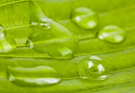 Big beautiful drops of transparent rainwater on a green leaf macro. Beautiful leaf texture in nature. Natural backgroundの写真素材
