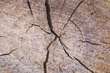 Wooden texture of a cut of a tree, stump as a background close-up.Concept as background for your illustrations.の写真素材