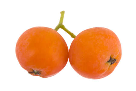 Orange rowan berries isolated on white background close-up.の写真素材