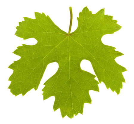 Green leaf of grapes isolated on white background close up.の写真素材