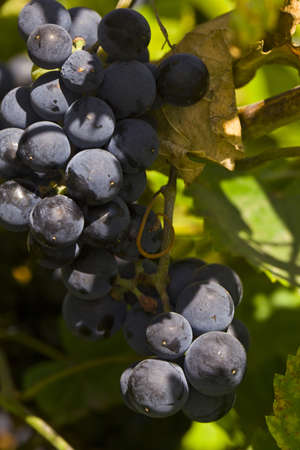 A juicy bunch of grapes growing on a bush in a vineyard. Bunch of black grapes on the vine.の写真素材