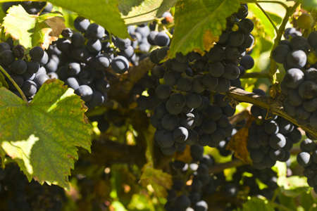 A juicy bunch of grapes growing on a bush in a vineyard. Bunch of black grapes on the vine.
