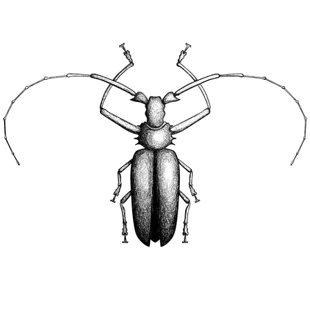 Vector bug hand-drawn in the style of vintage etchingsのイラスト素材