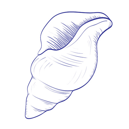 Seashell isolated on white background. Hand drawn vector illustrationsのイラスト素材