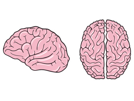 Human brain on white background. View from above and profile. Vector illustrationのイラスト素材