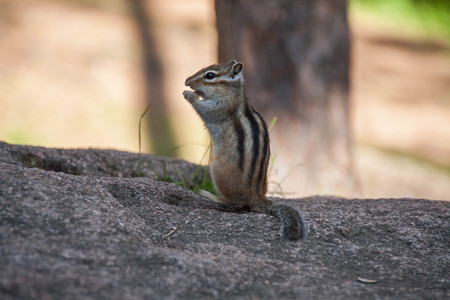 Chipmunk standing on the stoneの写真素材