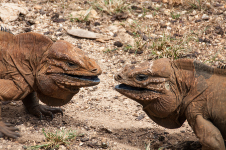 Two iguanas are fighting. Cyclura cornuta. Dominican republicの写真素材