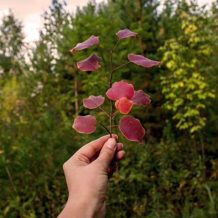 A hand holds an autumn leafの写真素材