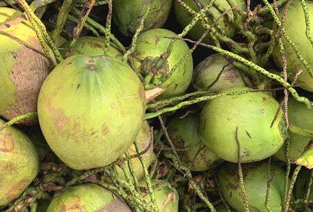 Tropical young pile of coconut fruits. Green coconuts for pattern and backgroundの写真素材