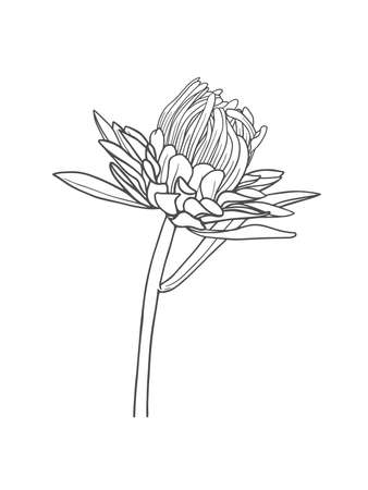 Hand-drawn chrysanthemum bud isolated on white background. Vector illustrationのイラスト素材