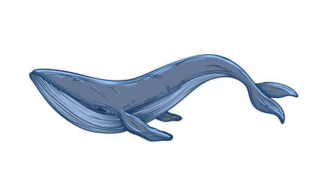 Blue whale sketch. Vector illustration isolated on white backgroundのイラスト素材