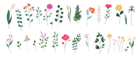 Collection of blooming flowers and leaves. Spring floral flat vector illustration isolated on white backgroundのイラスト素材