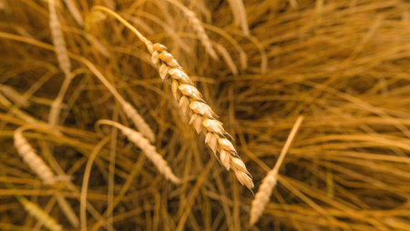 Golden ear of wheat close-up on the background of a wheat field