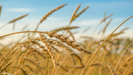 Golden ears of wheat against the background of the blue sky