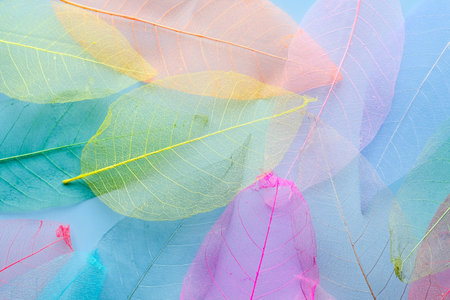 Background with colorful skeletonized leavesの写真素材