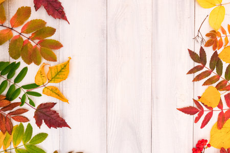 Autumn backdrop with a fallen colorful leaves on white wooden background with place for text,...