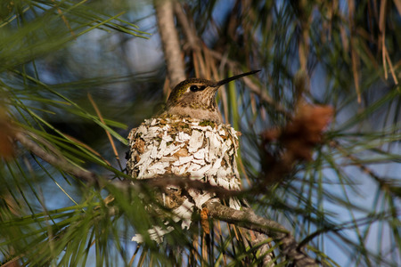 Female humming bird on her nestの写真素材