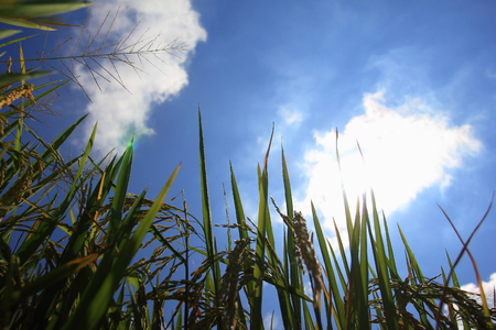 Rice shines with golden light.の写真素材
