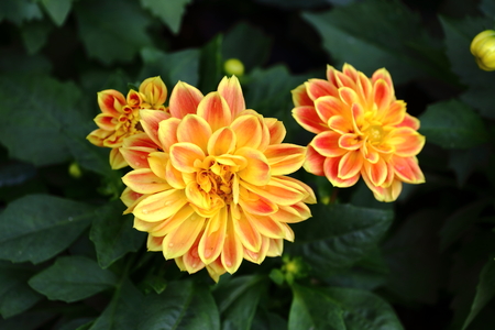 Flowers grown in Asiaの写真素材