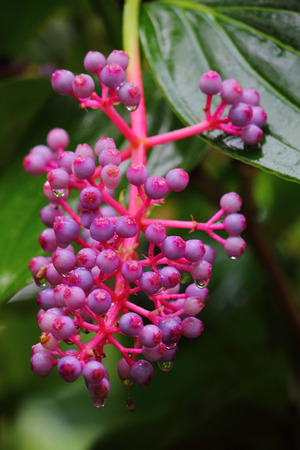 Flowers in Asiaの写真素材