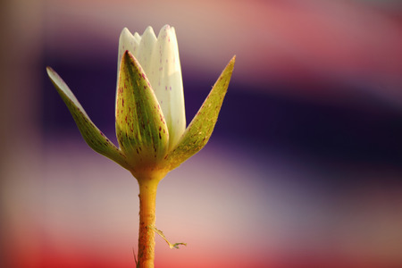 Flowers in Asiaの写真素材