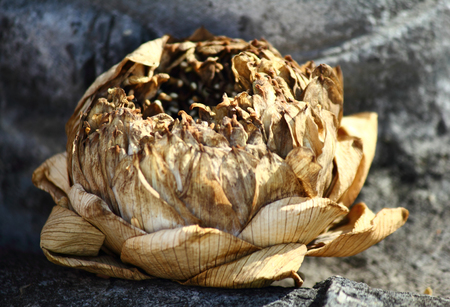 withered lotusの写真素材