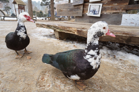 The duck in Nami Park.の写真素材