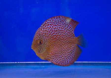 aquarium fish, on blue screenの写真素材