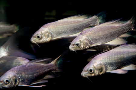 aquarium fishの写真素材