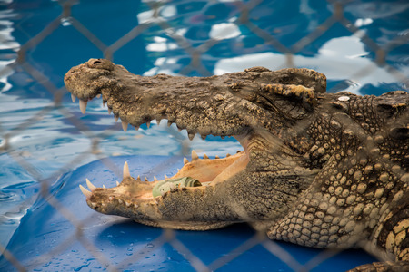 crocodileの写真素材