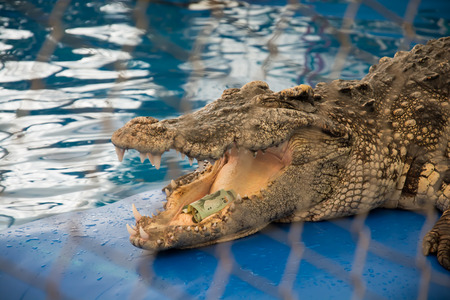 crocodileの写真素材