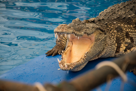 crocodileの写真素材